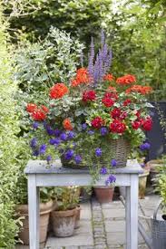 Cristi este un mare un fan al accesoriilor. Pelargonium Detaliu