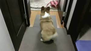 Corgis are supposed to have tails. 11 Surprising Facts About Corgis The Dog People By Rover Com