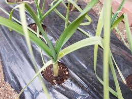にんにく冬の成長から3月の追肥まで 新築の庭で家庭菜園ブログ