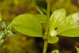 Image result for Polycarpon prostratum