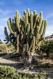 3), the leaf cactus family, consists of about a dozen species, found in central and tropical south america. Cactus Tree Tupiza Bolivia Cactus Bolivia Tree