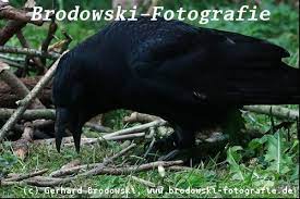 Krähen sind hochintelligente und soziale tiere. Aaskrahe Steckbrief Nebelkrahe Rabenkrahe Brutzeit Bilder Referat