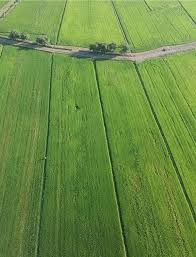 Sawah padi bali subak adalah sebuah organisasi yang dimiliki oleh masyarakat petani di bali yang khusus mengatur tentang. Panorama Indah Sawah Jalan Jalan Cari Makan Di Kedah Facebook