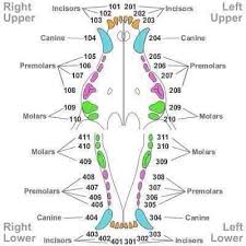 Canine Dentition Vet Tech Student Veterinarian Technician