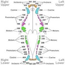 canine dentition vet tech student veterinarian technician