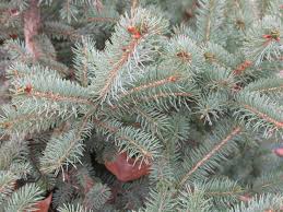 We did not find results for: Where Can You Find U Cut Christmas Trees Locally Job S Nursery Llc