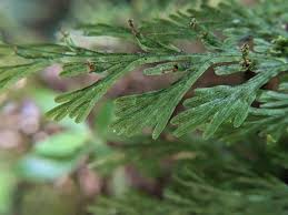 Image result for Crepidomanes