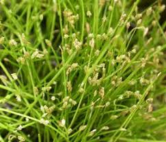 Image result for Isolepis sp.no.1