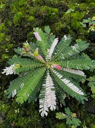 Image result for Biophytum