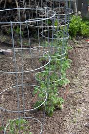 If you grow in containers, you know how many problems there are commercial tomato cages that fit into large containers tend to be weak and collapse under the. Planting And Caring For Tomatoes In The Home Garden Portland Edible Gardens Raised Garden Beds Edible Landscaping And Vegetable Garden Help In Portland Or
