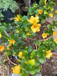 Image result for Sida ovata