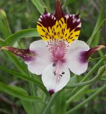 Image result for Alstroemeria pulchella