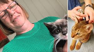 Förslaget: Katter ska märkas