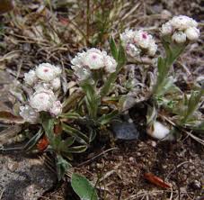 Image result for Nicolasia nitens