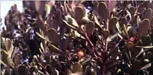 Image result for Mimusops obtusifolia