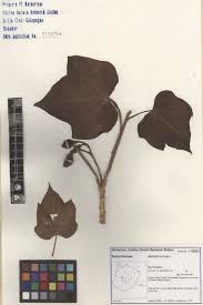 Image result for Jatropha curcas