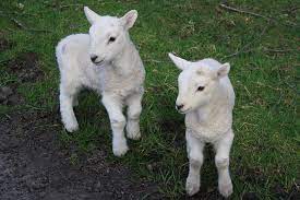 Baby Sheep What Is A Baby Sheep Called Raisingsheep Net