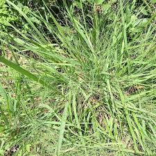 Image result for Eragrostis dinteri