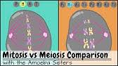 Worksheets are amoeba sisters video recap introduction to cells, amoeba sisters. Alleles And Genes Youtube