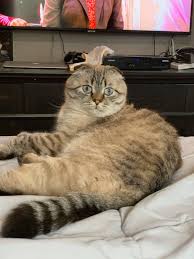 Of my calls, only declawed cats have cost their owners security deposits, leather sofas and floorboards. Me Ouch New York Becomes First State In Nation To Ban Declawing Cats Armonk Daily Voice