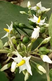 Image result for Solanum campylacanthum 'incanum type'