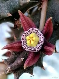 Image result for Duvalia