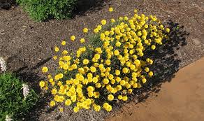 Image result for Vernonia amblyolepis