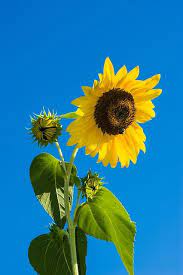 Free Image On Pixabay Flower Sunflower Sky Blue Beautiful Flowers Pictures Sunflower Images Sunflower Flower
