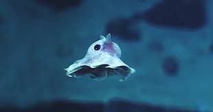 Strange Never Before Seen Sea Creatures Discovered 20 000 Feet Under The Sea Bored Panda