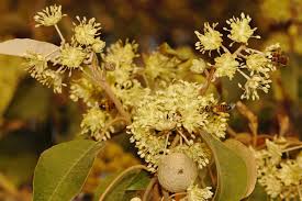 Image result for Croton megalocarpus