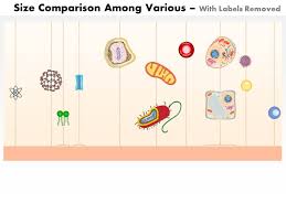 0614 Size Comparison Among Various Atoms Molecules And