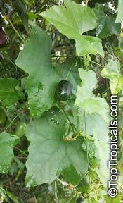 Image result for Melothria