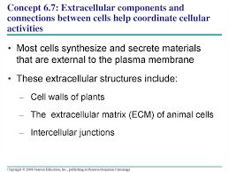 Plant cells also usually have a distinct shape. A Tour Of The Cell Online Presentation