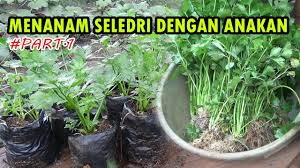 Biasanya daun seledri segar dicincang dan ditaburkan di atas masakan. Cara Menanam Seledri Di Polybag Dengan Pemisahan Anakan Atau Batang Part 1 Youtube