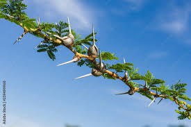 Image result for Acacia seyal