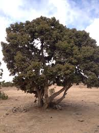 Image result for Juniperus procera