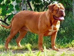 Is the dogue de bordeaux the right dog breed for you? Dogue De Bordeaux Carattere E Informazioni Sulla Razza Canina Francese