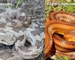 Image of Eastern Rat Snake