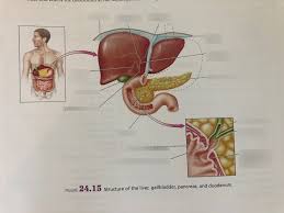 In humans, it is located in the abdomen behind the stomach and functions as a gland. Structure Of The Liver Gallbladder Pancreas And Duodenum Diagram Quizlet