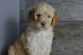 Find goldendoodle puppies for sale with pictures from reputable goldendoodle breeders. Medium Mini Petite Goldendoodle Puppies For Sale In Iowa Illinois And Wisconsin See My Goldendoodle Breeders Goldendoodle Puppy Goldendoodle Puppy For Sale