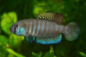 Image result for Austrosynotis