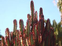 Image result for Euphorbia williamsonii