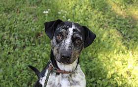 If you can foster two puppies for tw…o weeks, please email dogfoster@oneofakindpets.com or dogs@oneofakindpets.com. Akron Oh Catahoula Leopard Dog Meet Houla A Pet For Adoption