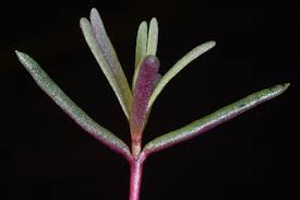 Image result for Suaeda monoica