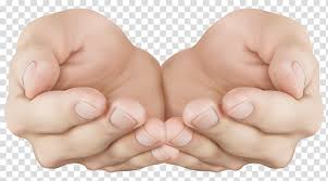 Hand Cupped Hands Person S Hands Transparent Background Png Clipart Hiclipart Over 527 cupped hands pictures to choose from, with no signup needed. hand cupped hands person s hands