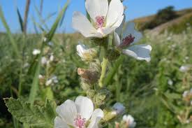 Download marshmallow images and photos. Marshmallow Characteristics Cultivation And Use Live Native Com