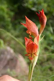 Image result for Gladiolus dalenii