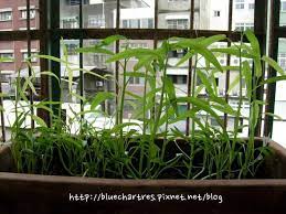 空心菜種植紀錄 co cha cha的部落格 痞客邦 plants garden