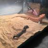In today's video i decided to share with you how to give a baby bearded dragon a bath and keep them hydrated. Https Encrypted Tbn0 Gstatic Com Images Q Tbn And9gcs Ot1bulvvgxqnmbesucbbrdwy Osod1ubnniiol39y9lby2pj Usqp Cau