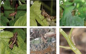 Image result for Diclis reptans